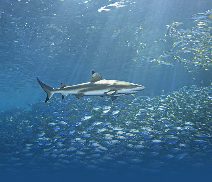 Blacktip reef shark hunting for food