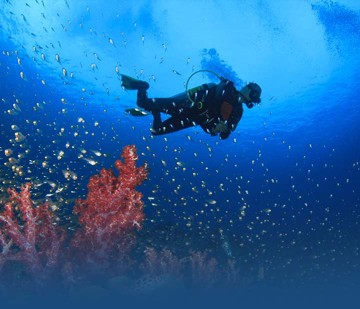 Scuba Diver drifting above the coral reef
