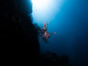 Leopard shark gliding over the sandy ocean floor near a coral reef