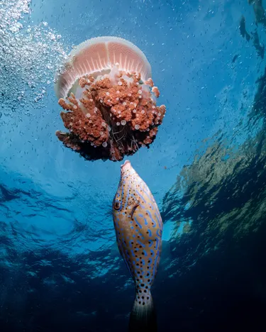 A filefish swimming up toward a jellyfish drifting near the surface, with a diver's bubbles rising around it