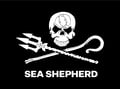 Sea Shepherd Dive